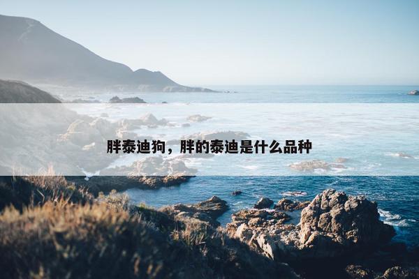 胖泰迪狗，胖的泰迪是什么品种