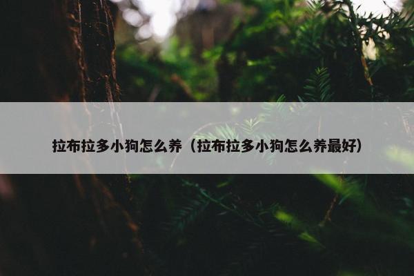 拉布拉多小狗怎么养（拉布拉多小狗怎么养最好）