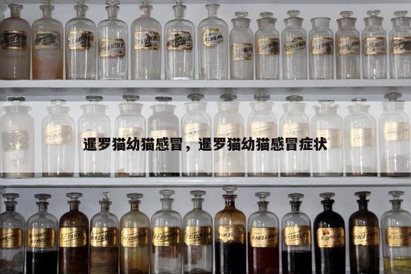 暹罗猫幼猫感冒，暹罗猫幼猫感冒症状