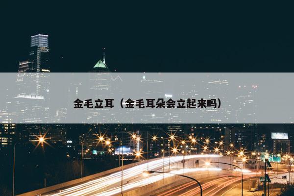 金毛立耳（金毛耳朵会立起来吗）