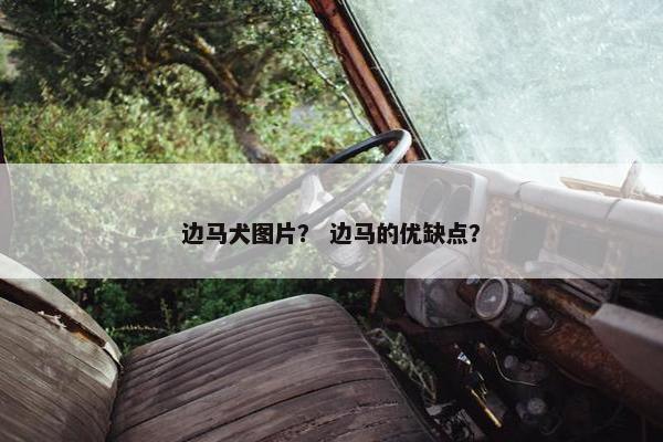 边马犬图片？ 边马的优缺点？