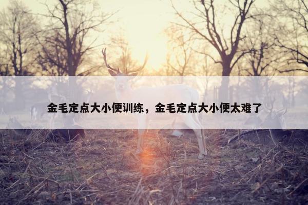 金毛定点大小便训练，金毛定点大小便太难了