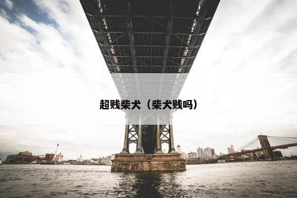 超贱柴犬（柴犬贱吗）