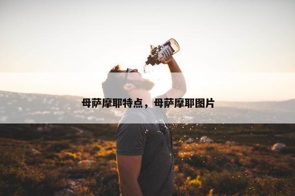 母萨摩耶特点，母萨摩耶图片