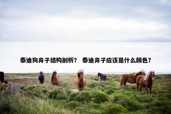 泰迪狗鼻子结构剖析？ 泰迪鼻子应该是什么颜色？