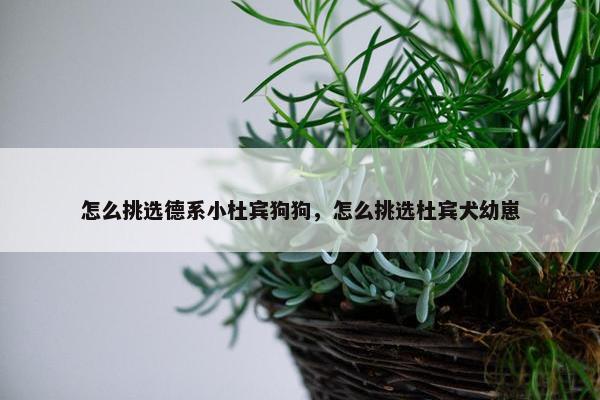 怎么挑选德系小杜宾狗狗，怎么挑选杜宾犬幼崽