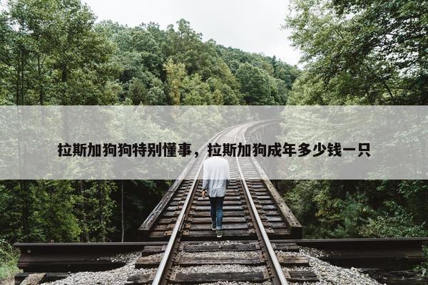 拉斯加狗狗特别懂事，拉斯加狗成年多少钱一只