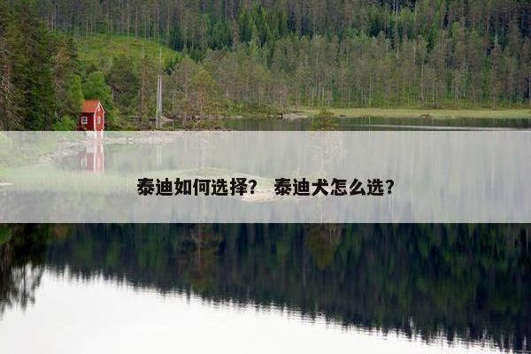 泰迪如何选择？ 泰迪犬怎么选？