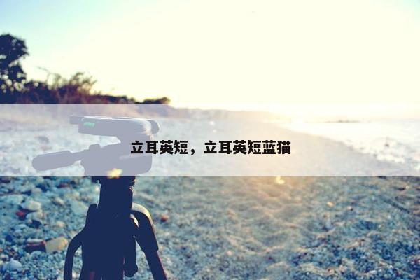 立耳英短，立耳英短蓝猫