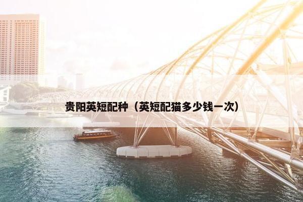 贵阳英短配种(英短配猫多少钱一次)