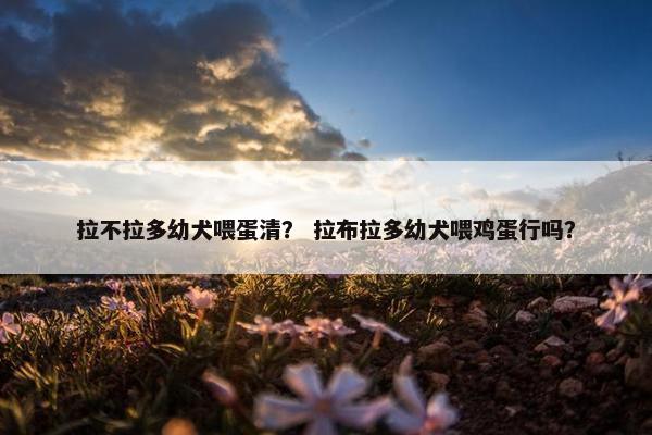 拉不拉多幼犬喂蛋清？ 拉布拉多幼犬喂鸡蛋行吗？