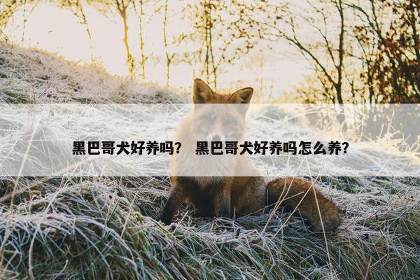 黑巴哥犬好养吗？ 黑巴哥犬好养吗怎么养？