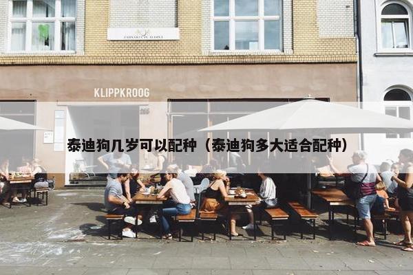 泰迪狗几岁可以配种（泰迪狗多大适合配种）