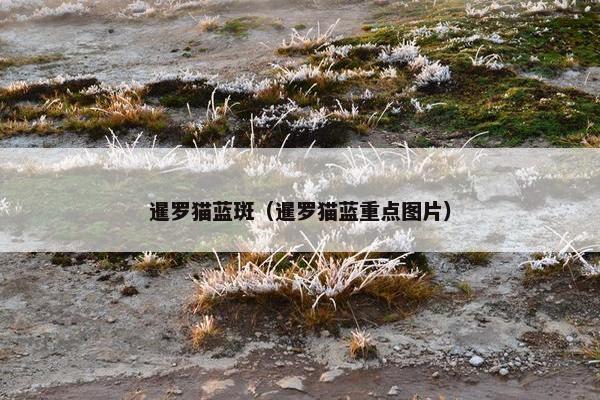 暹罗猫蓝斑（暹罗猫蓝重点图片）