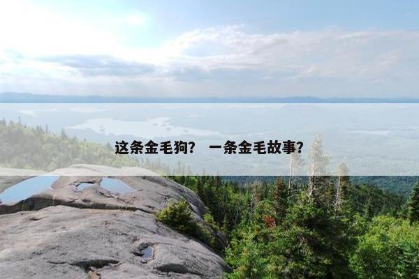 这条金毛狗？ 一条金毛故事？