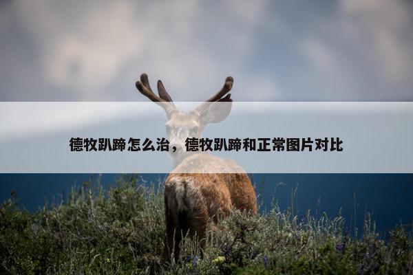 德牧趴蹄怎么治，德牧趴蹄和正常图片对比