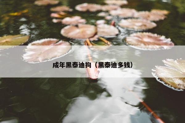 成年黑泰迪狗（黑泰迪多钱）