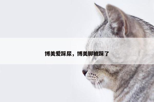 博美爱踩尿，博美脚被踩了