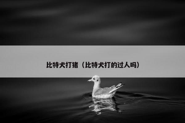 比特犬打猪（比特犬打的过人吗）
