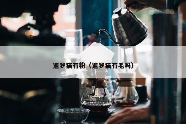 暹罗猫有粉（暹罗猫有毛吗）