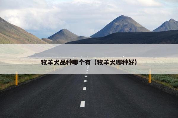 牧羊犬品种哪个有（牧羊犬哪种好）