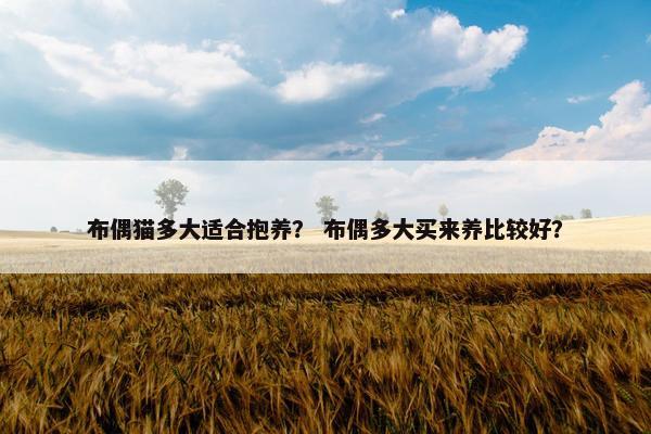 布偶猫多大适合抱养？ 布偶多大买来养比较好？