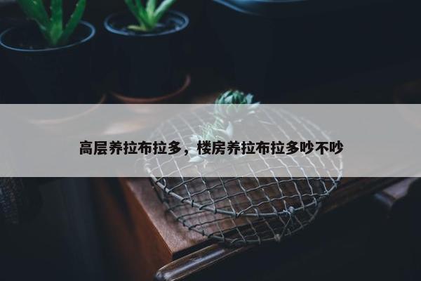 高层养拉布拉多，楼房养拉布拉多吵不吵