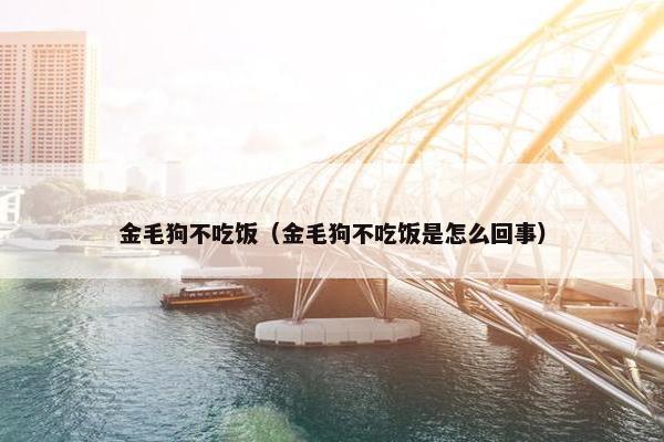 金毛狗不吃饭(金毛狗不吃饭是怎么回事)