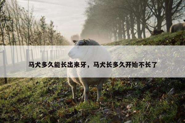马犬多久能长出来牙，马犬长多久开始不长了