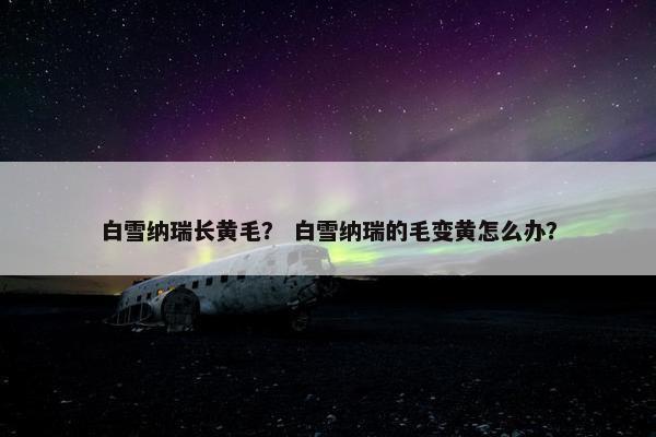 白雪纳瑞长黄毛? 白雪纳瑞的毛变黄怎么办?