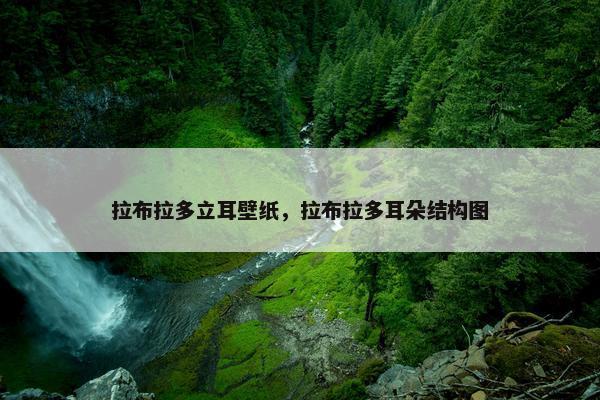 拉布拉多立耳壁纸，拉布拉多耳朵结构图