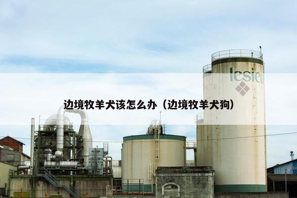 边境牧羊犬该怎么办（边境牧羊犬狗）