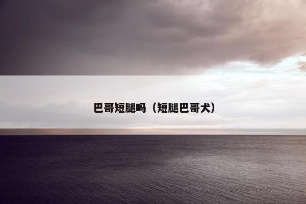 巴哥短腿吗（短腿巴哥犬）