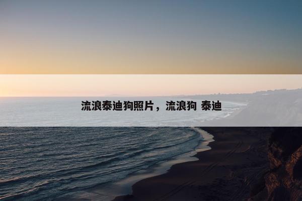 流浪泰迪狗照片，流浪狗 泰迪
