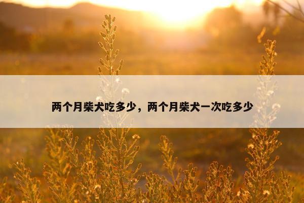 两个月柴犬吃多少，两个月柴犬一次吃多少