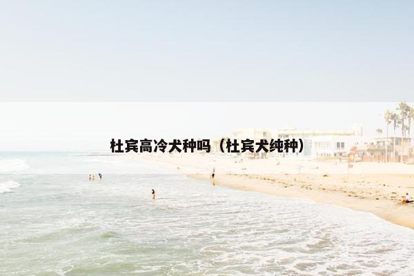 杜宾高冷犬种吗（杜宾犬纯种）