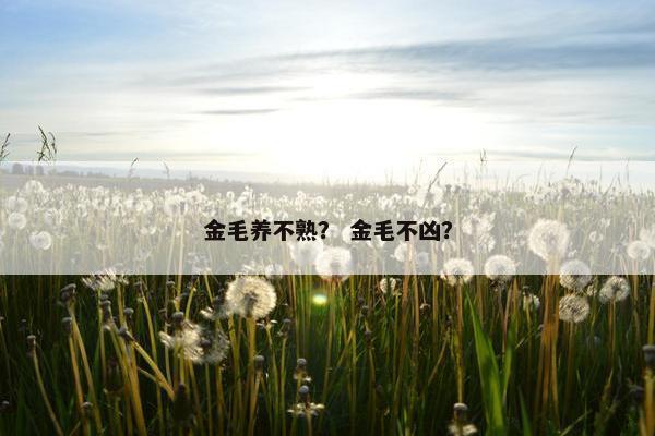 金毛养不熟？ 金毛不凶？