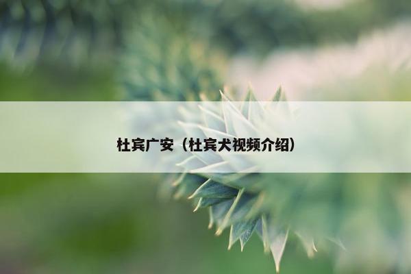 杜宾广安（杜宾犬视频介绍）