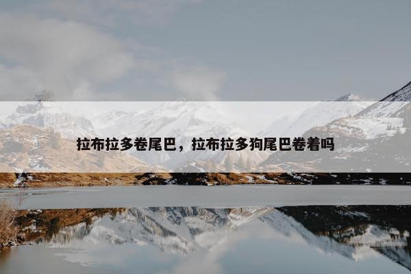 拉布拉多卷尾巴，拉布拉多狗尾巴卷着吗