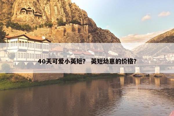 40天可爱小英短？ 英短幼崽的价格？