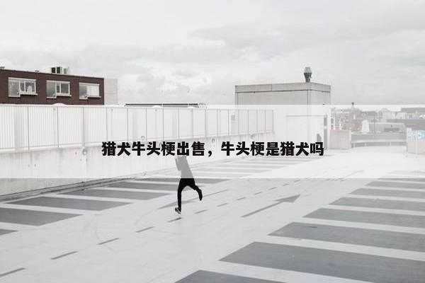 猎犬牛头梗出售，牛头梗是猎犬吗