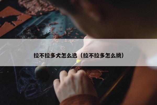 拉不拉多犬怎么选（拉不拉多怎么挑）