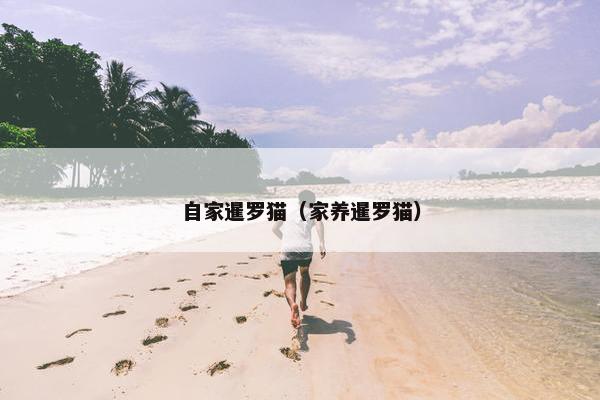 自家暹罗猫（家养暹罗猫）