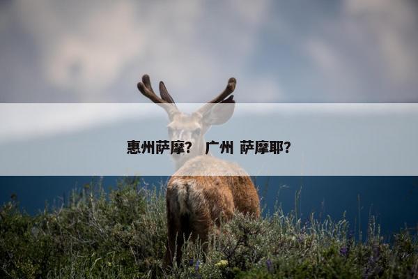 惠州萨摩？ 广州 萨摩耶？