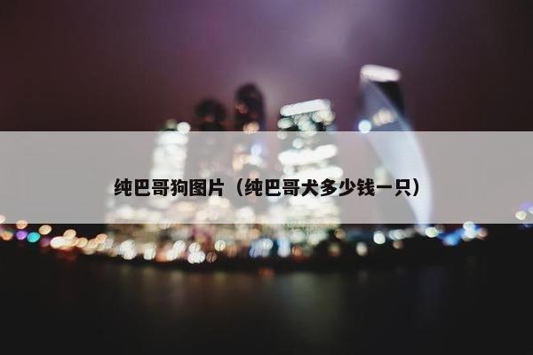 纯巴哥狗图片（纯巴哥犬多少钱一只）