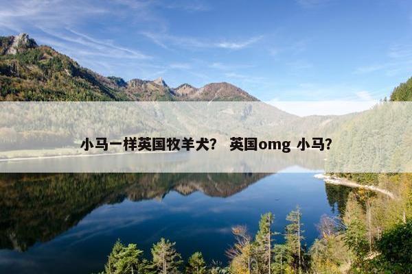 小马一样英国牧羊犬? 英国omg 小马?