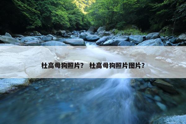 杜高母狗照片？ 杜高母狗照片图片？