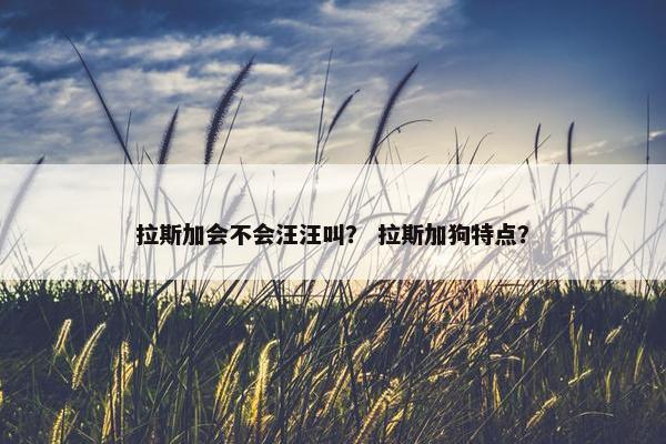 拉斯加会不会汪汪叫? 拉斯加狗特点?