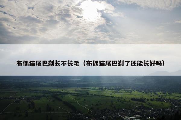 布偶猫尾巴剃长不长毛（布偶猫尾巴剃了还能长好吗）