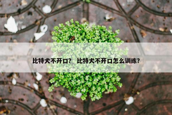比特犬不开口? 比特犬不开口怎么训练?